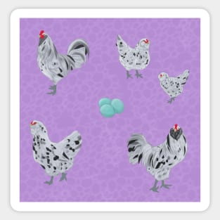 Splash Ameraucana Pattern Purple Sticker